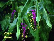 lila Dansande Dam Inomhus blommor foto