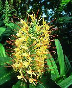 foto Hedychium, Vlinder Gember Pot Bloemen