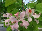 foto rosa Flores internas Orchid Tree