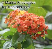 φωτογραφία κόκκινος εσωτερική Λουλούδια Δέντρο Ορχιδέα