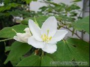 beyaz Orkide Ağacı Kapalı çiçek fotoğraf