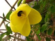 foto geel Pot Bloemen Orchidee Boom