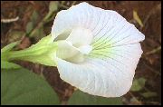 白 蝴蝶豌豆 盆花 照片