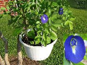foto azul escuro Flores internas Butterfly Pea