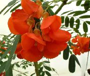 foto Punane Kõristi Sise lilled