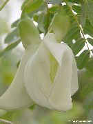 білий Сесбанія Домашні квіти фото