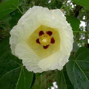 foto Asian Portoe, Dværg Asian Portia, Hav Hibiscus Indendørs blomster
