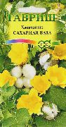 gelb Gossypium, Baumwollpflanze Pot Blumen foto