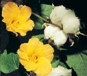 foto gelb Pot Blumen Gossypium, Baumwollpflanze