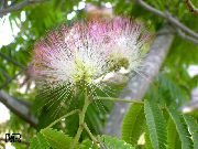 zdjęcie różowy Kryte kwiaty Albitius (Drzewo Jedwabiu)