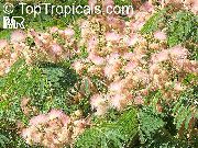 фото рожевий Домашні квіти Альбіція (Шовкове Дерево)