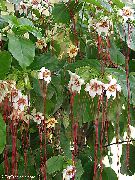 foto Strophanthus Sobne cvijeće