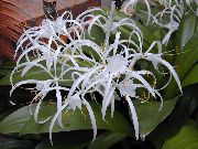 foto branco Flores internas Spider Lily