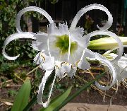 foto hvid Indendørs blomster Edderkop Lilje, Ismene, Hav Påskelilje