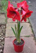 fotografie červená Izbové kvety Amaryllis