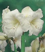 vit Amaryllis Inomhus blommor foto