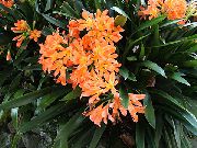 foto laranja Flores internas Bush Lily, Boslelie