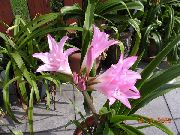 фото рожевий Домашні квіти Кринум