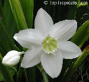 fotografie bílá Pokojové květiny Amazon Lily
