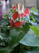 herbeux Flamant Rose, Fleur De Coeur,  photo