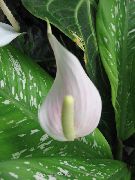 biela Plameniak Kvetina, Srdce Kvet  fotografie