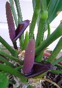 照片 紫  火鹤花，心脏花