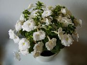 beyaz Sihirli Çiçek, Fındık Orkide  fotoğraf