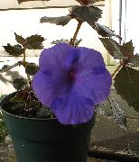 მუქი ლურჯი ჯადოსნური ყვავილი, თხილის ორქიდეა შიდა ყვავილები ფოტო