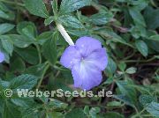 blau Magischen Blume, Nuss Orchidee  foto