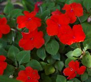 červená Trpělivost Rostlina, Balzám, Šperk Plevel, Zaneprázdněný Lizzie Pokojové květiny fotografie