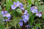 foto ljusblå Inomhus blommor Tålamod Växt, Balsam, Juvel Ogräs, Upptagen Lizzie