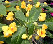 gelb Geduld Pflanze, Balsam, Juwel Unkraut, Busy Lizzie Pot Blumen foto