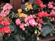 φωτογραφία ροζ εσωτερική Λουλούδια Μπιγκόνια