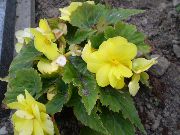 ყვითელი ბეგონია შიდა ყვავილები ფოტო