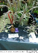 otsu bir bitkidir Billbergia, Kapalı çiçek fotoğraf
