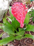 红 Billbergia 盆花 照片