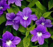 violetti Browallia Sisäilman kukkia kuva