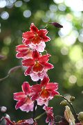 红 Vuylstekeara，坎布里亚 盆花 照片