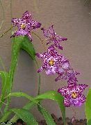 紫 Vuylstekeara，坎布里亚 盆花 照片
