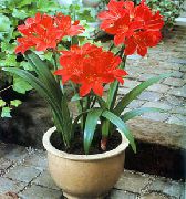 kırmızı Vallota Kapalı çiçek fotoğraf