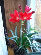 photo red Indoor flowers Vallota