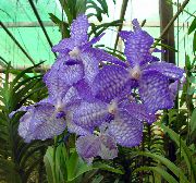 fotoğraf açık mavi Kapalı çiçek Vanda