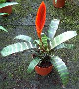 foto sarkans Iekštelpu ziedi Vriesea