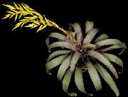 nuotrauka geltonas Vidinis gėlės Vriesea