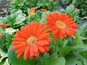 oranžový Transvaal Sedmokráska Izbové kvety fotografie