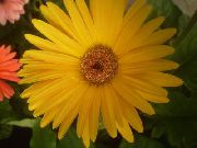 黄 ガーベラ 室内の花 フォト