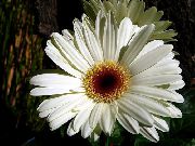 biały Gerbera Kryte kwiaty zdjęcie