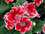 piros Sinningia (Csuporka) Beltéri virágok fénykép