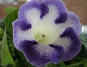 blau Sinningia (Gloxinia) Pot Blumen foto