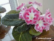 foto rosa Flores internas Sinningia (Gloxinia)